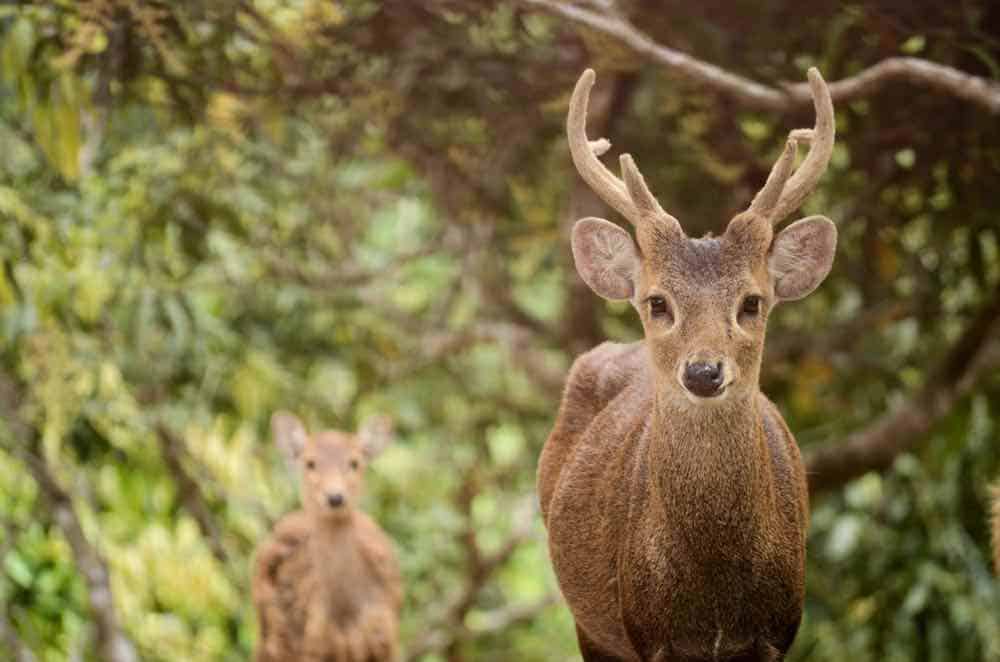 Bawean Deer