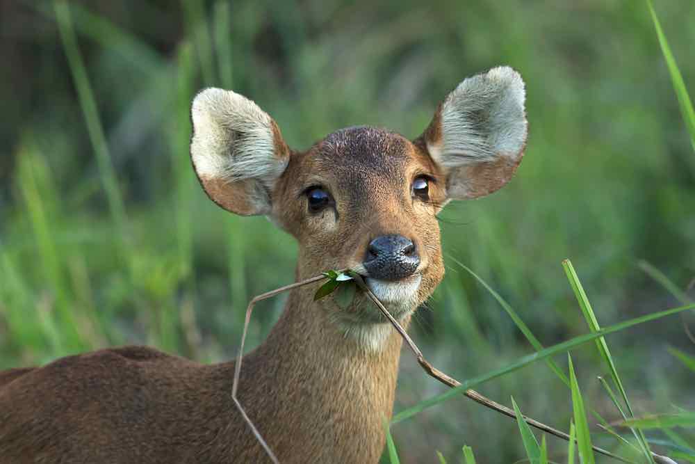 Female Indian Hog Deer