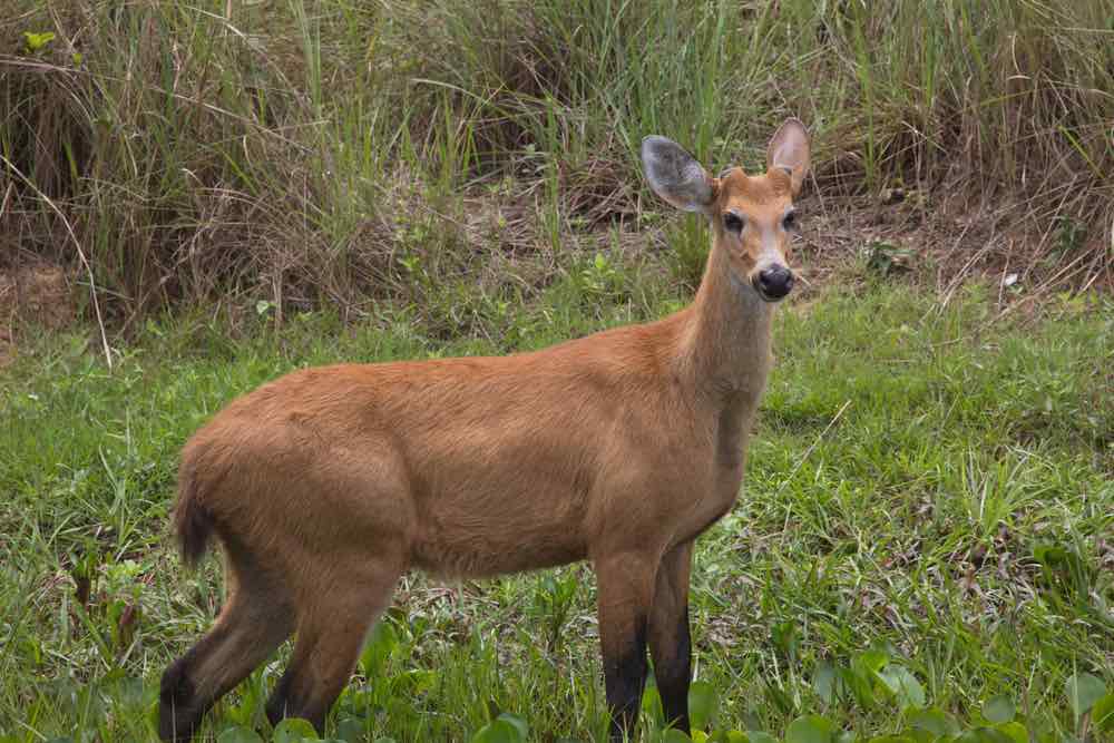 Female Marsh Deer