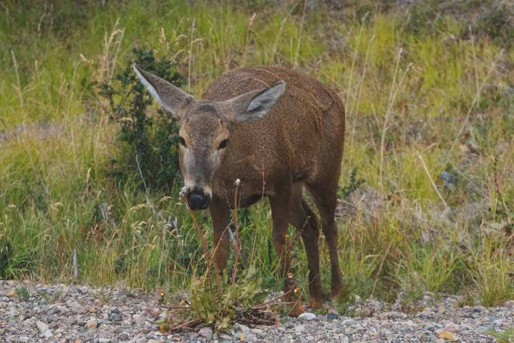 Grazing South andean deer 