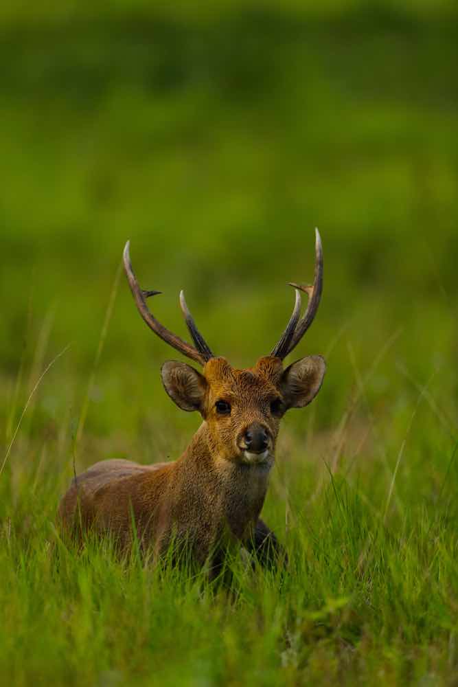 Male Indian Hog Deer