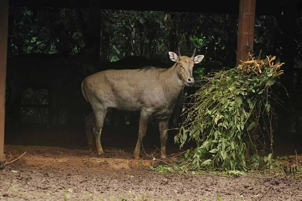 Male South Andean Deer