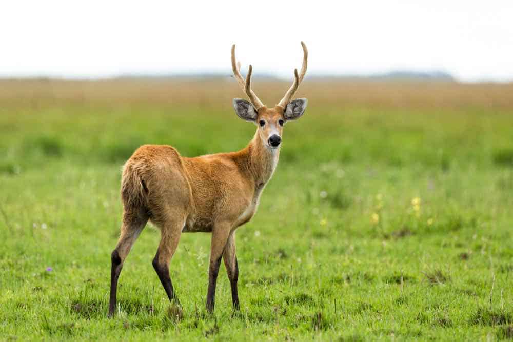 Marsh Deer