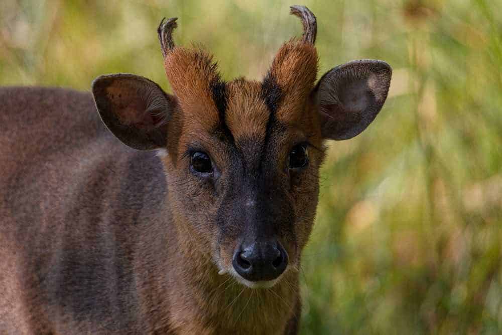 Truong Son Muntjac Closeup