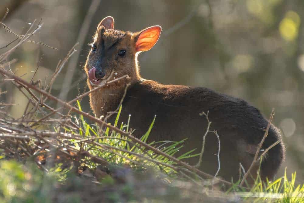 Truong Son Muntjac