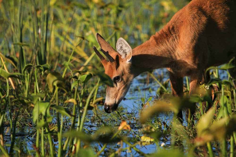 Young March Deer