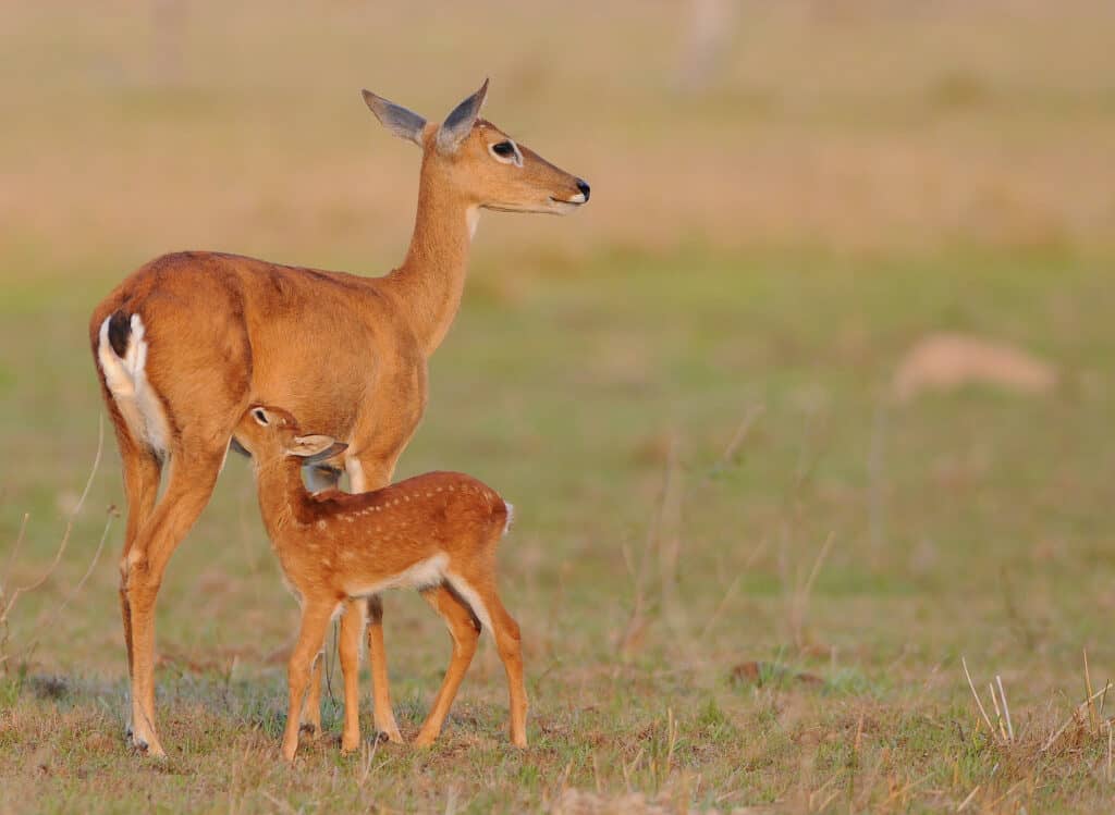 A pampas deer female with its young.