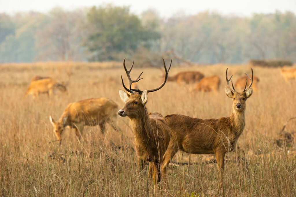 Barasingha Deer on a field.