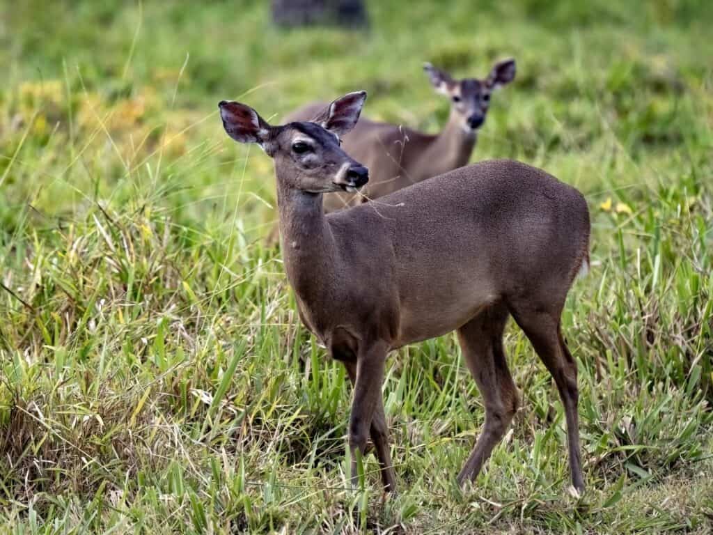 Red Brocket Deer.