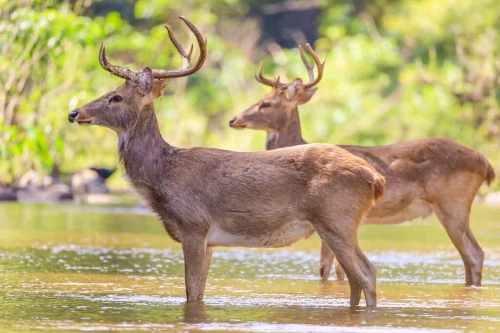 Two eld's deer standing in water.