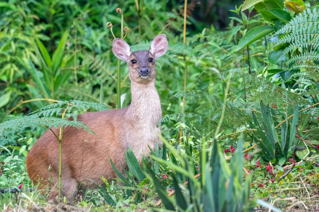 Red Brocket Deer in nature.