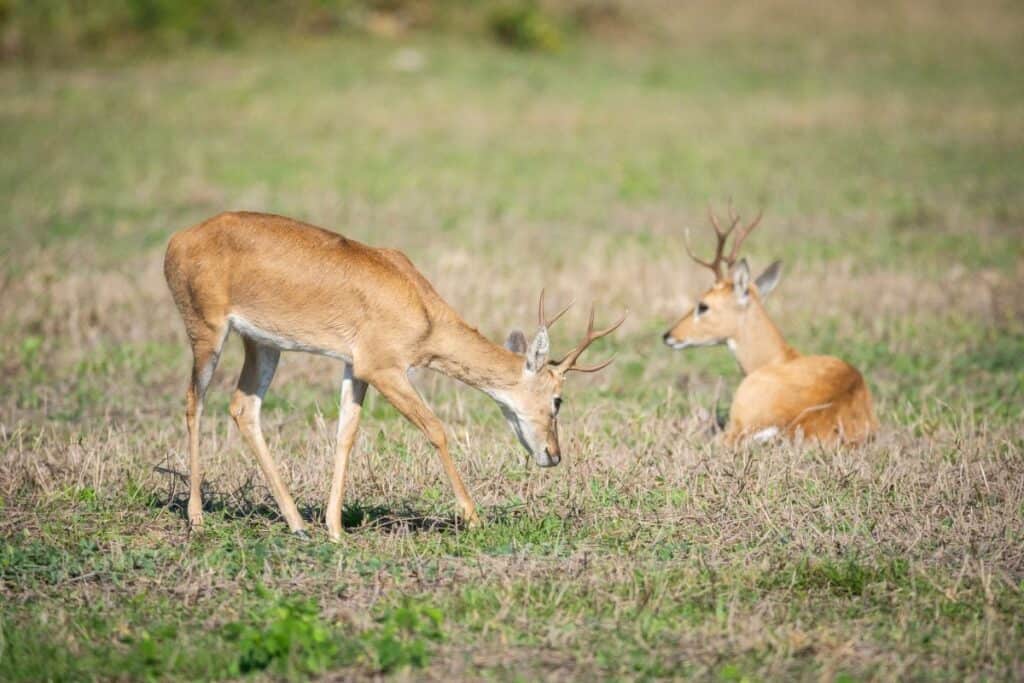 Two pampas deer.