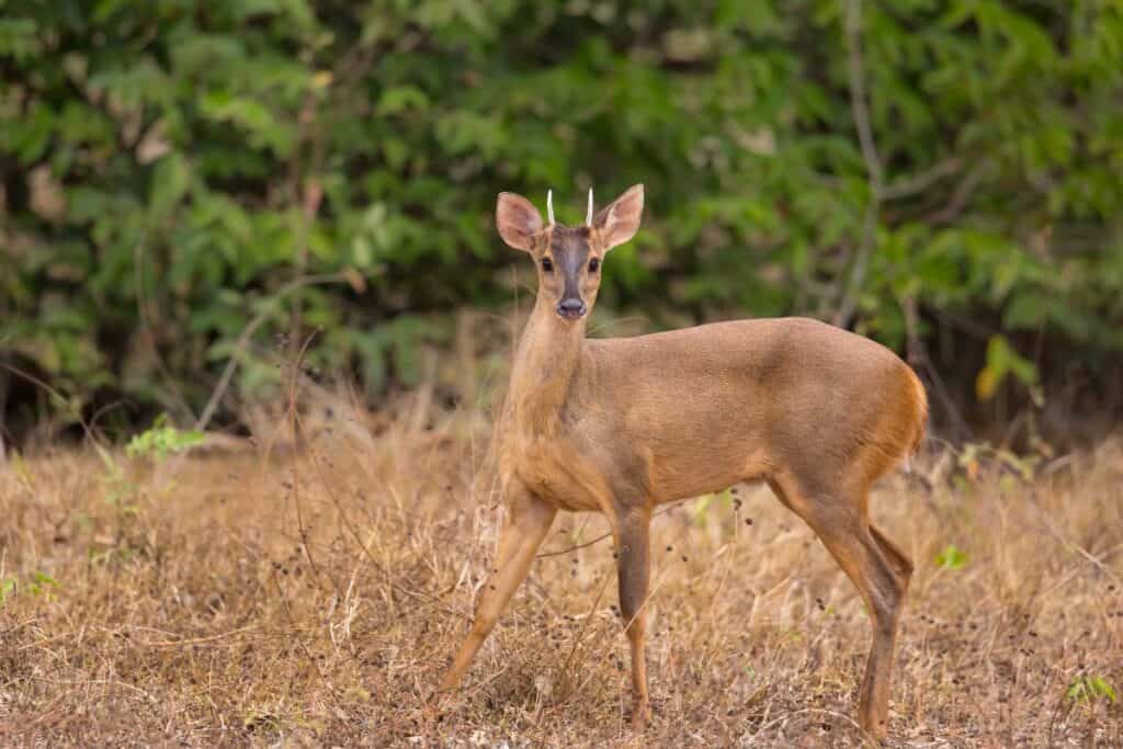 Male Red Brocket Deer.