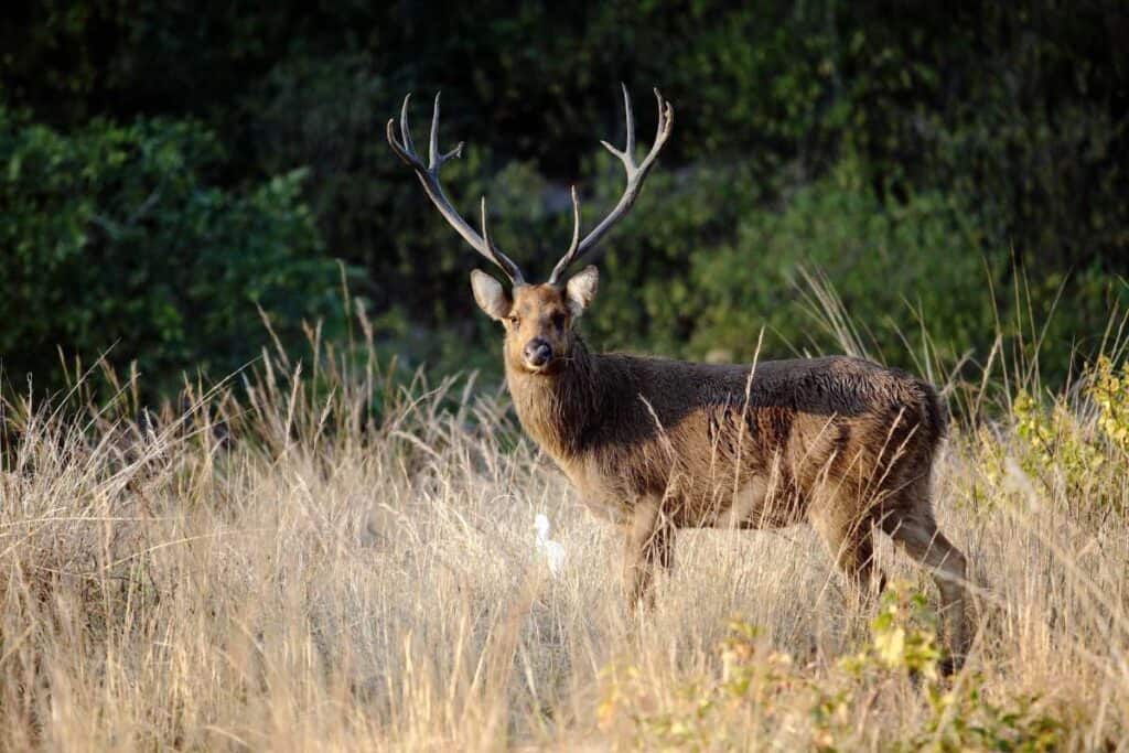 A Barasingha Deer