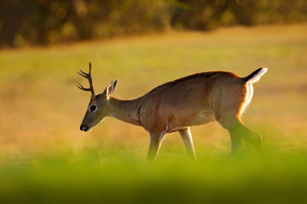 A pampas deer in the wild.