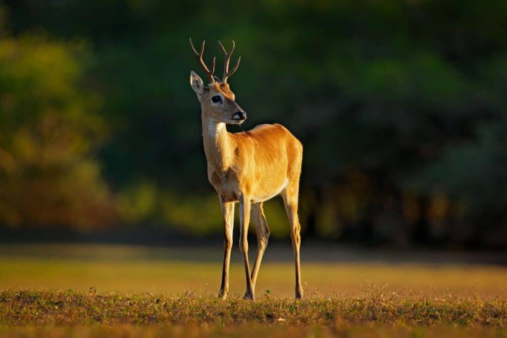 A Pampas deer in the wild.